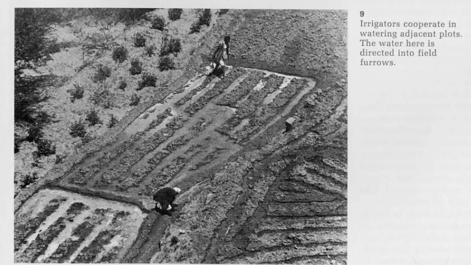 Image of irrigation field from Varisco's Article, "Irrigation in an Arabian Valley"