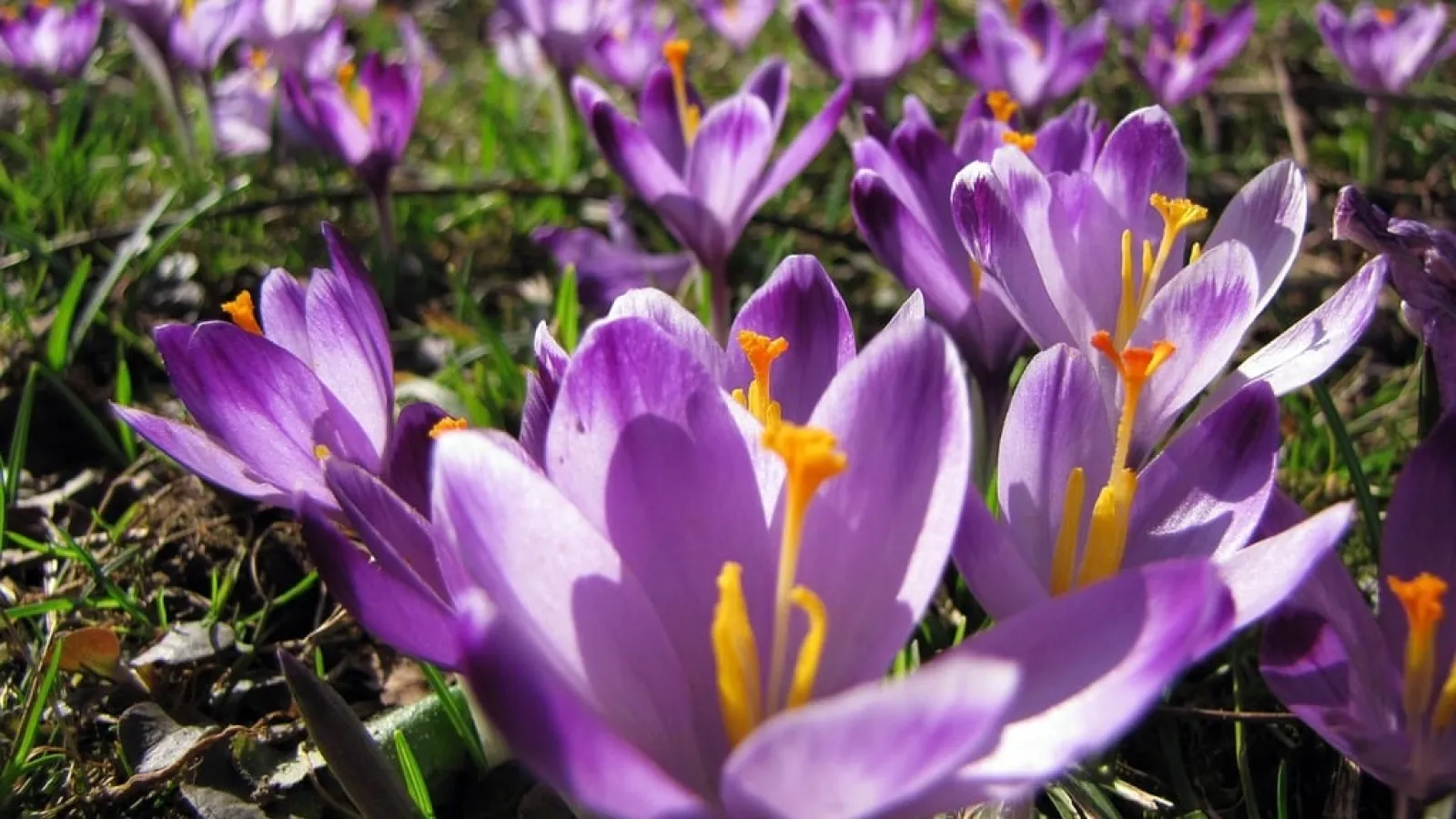 purple crocus in a field