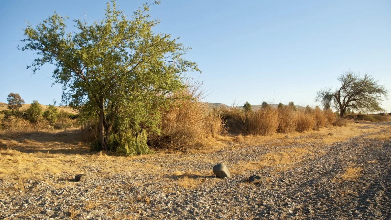 Image of dirt road and dry bush