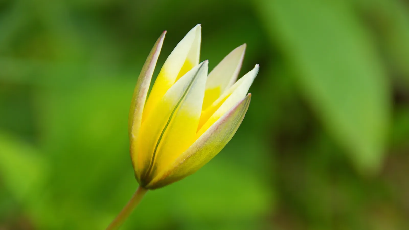 Wild tulip, Credit: Zoonar RF, Thinkstock images, standard license