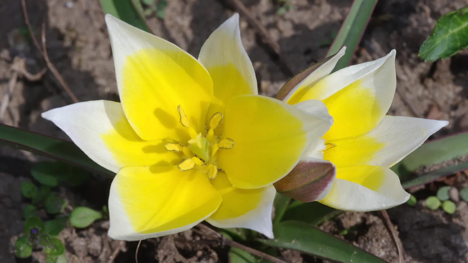 Wild Tulip