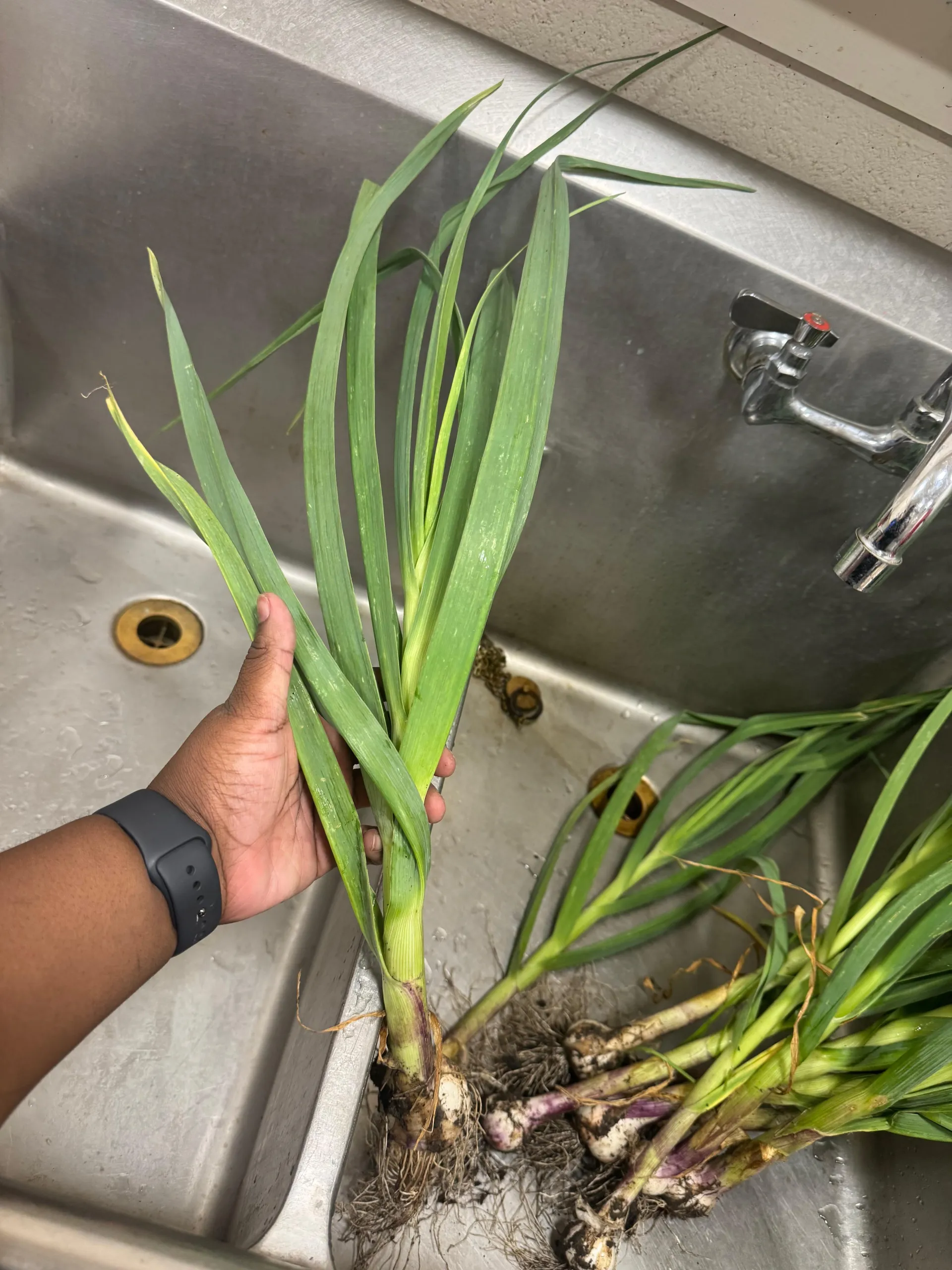 freshly harvested garlic about to be washed in the sink