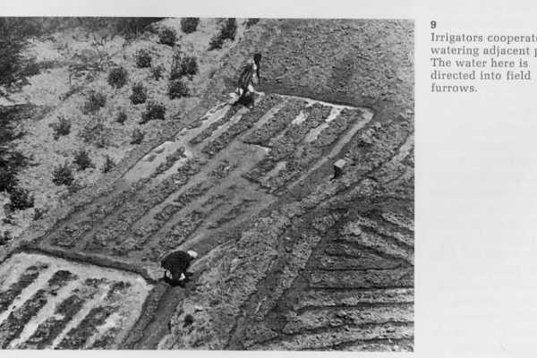 Image of irrigation field from Varisco's Article, "Irrigation in an Arabian Valley"