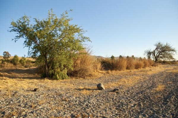 Image of dirt road and dry bush