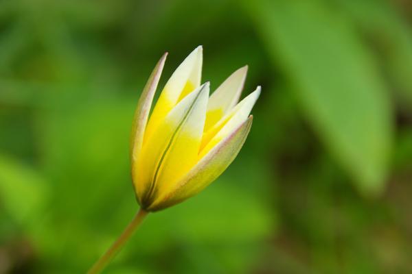 Wild tulip, Credit: Zoonar RF, Thinkstock images, standard license