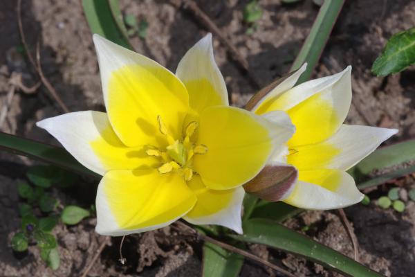 Central Asian Wild Tulip